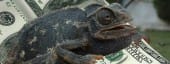 The Chameleonaires: First Video from Index black-chameleonaire-940